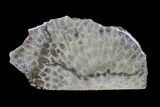 Free-Standing, Polished Petoskey Stone (Fossil Coral) - Michigan #156027-2